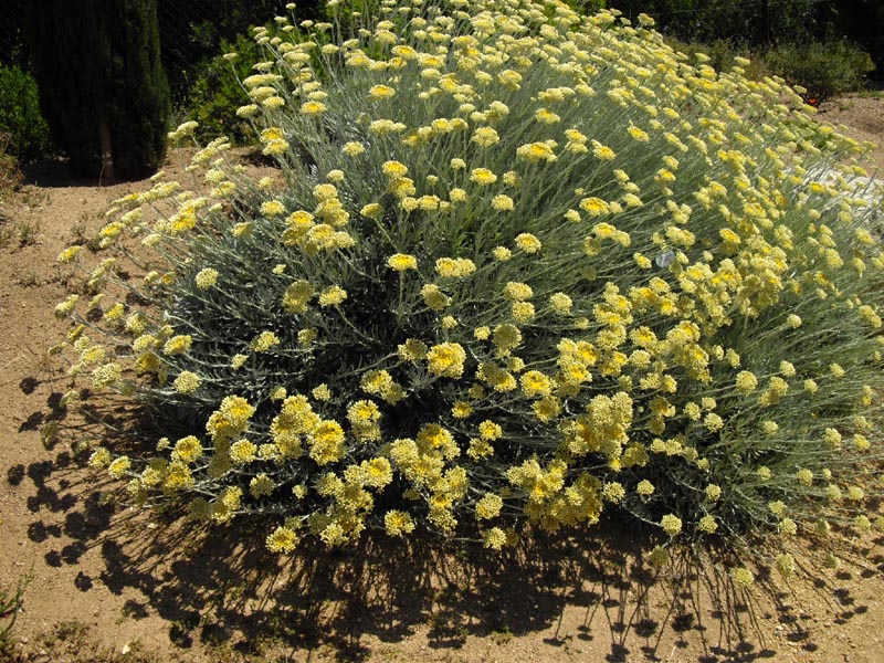 Helichrysum orientale 12